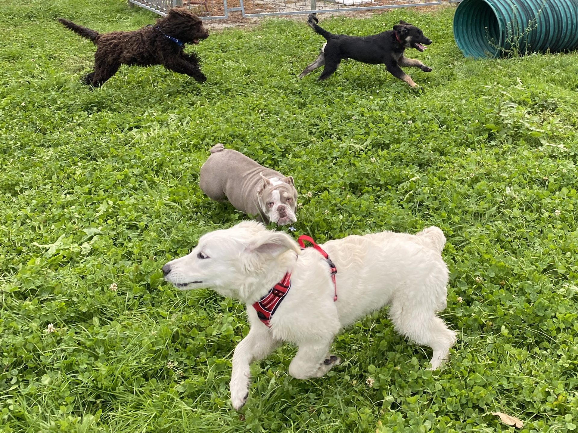 Éducation canine en cours